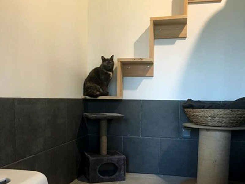 Tarifs Pension Pour Chats A Cerisy Pres De Corbie Albert Et Amiens Dans La Somme 80